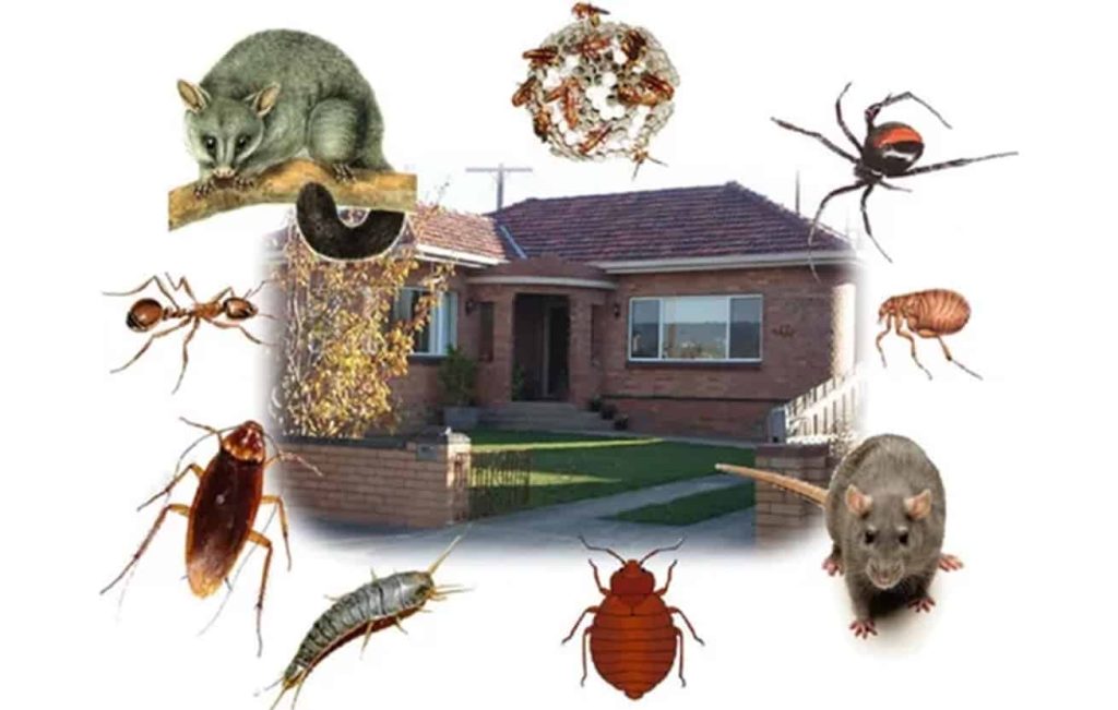 Safeguarding Sydney’s Businesses: Effective and Certified Commercial Pest Control Solutions